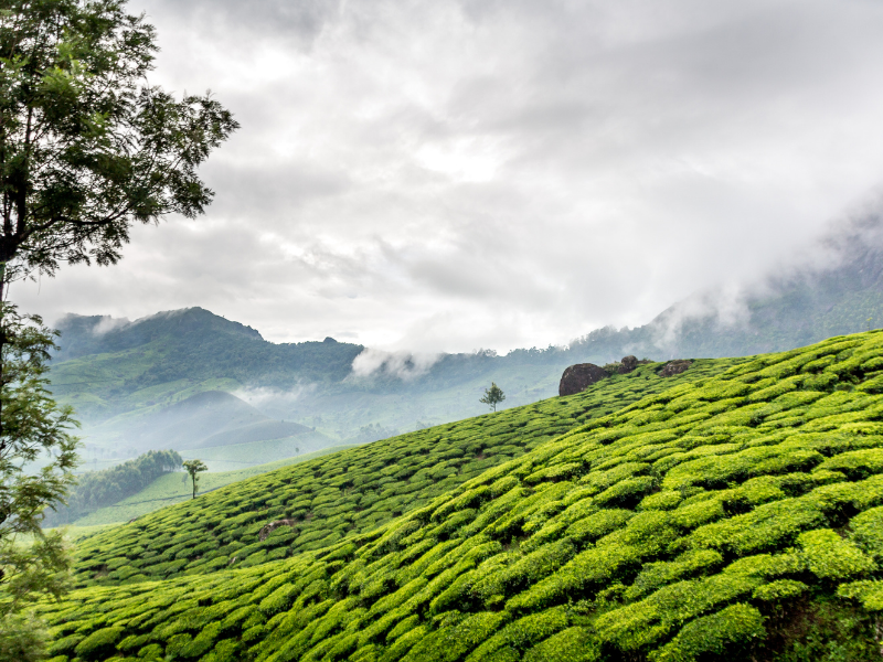 Sikkim–darjeeling Delight