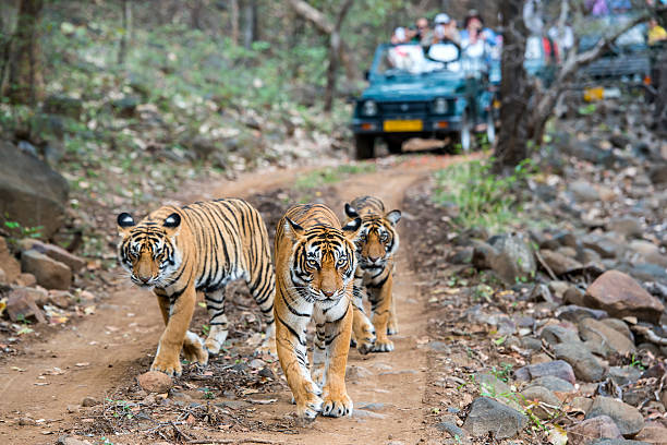 Jaipur With Ranthambore Tour Packag