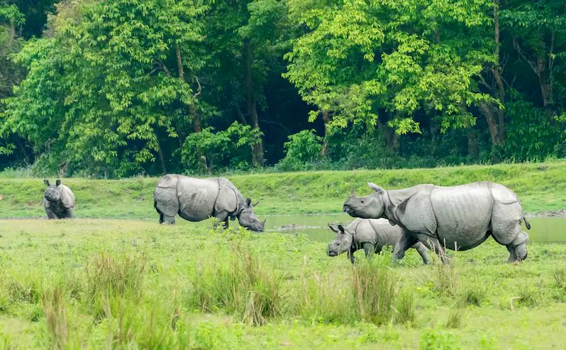 Assam Breeze Retreat