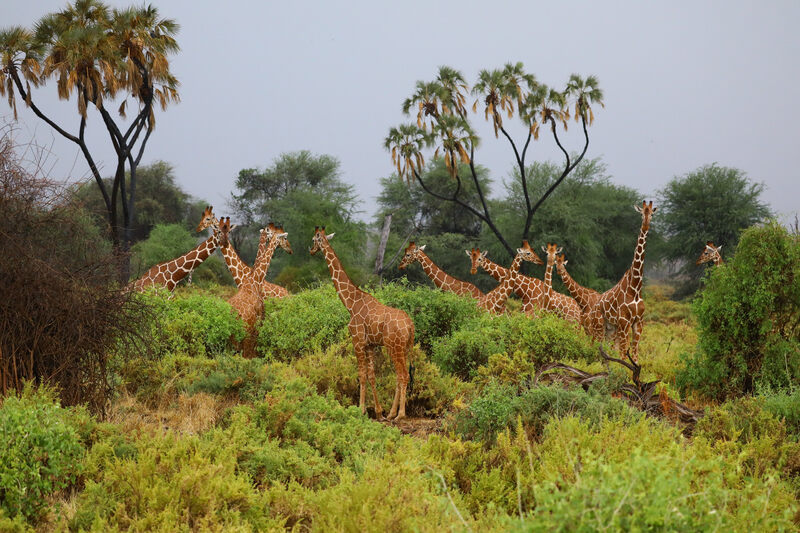 Essence of Africa Retrea...