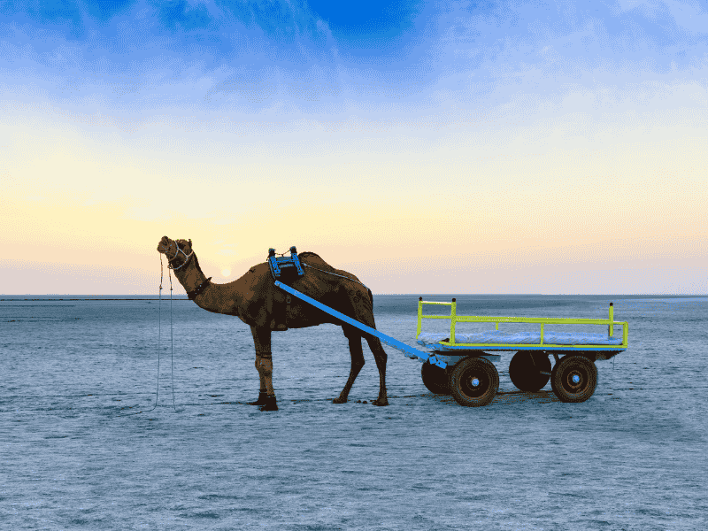 Explore Bhuj And Beyond