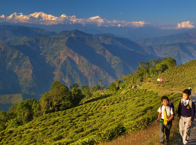 Hillside Reverie Darjeel...
