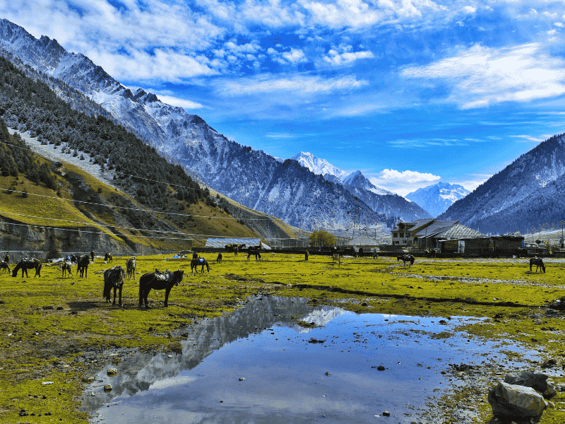 Kashmir Bloom Visit