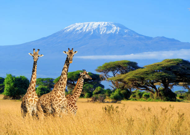 Kenya Wild Mosaic