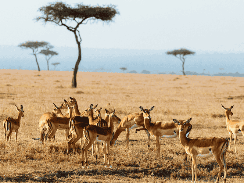 Serengeti Skies Tanzania...