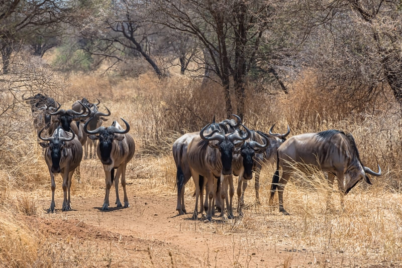 Splendid Kenya Eco Safar...