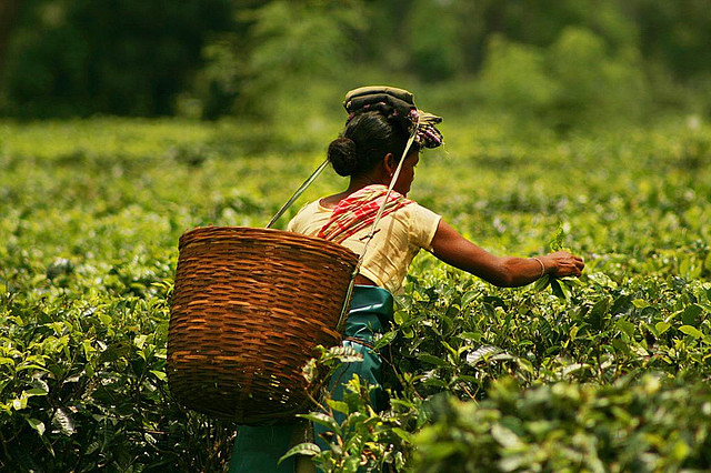 The Assam Chapter