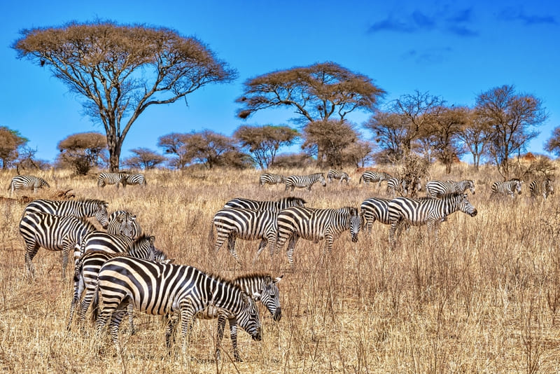 Timeless Kenya Safari Jo...