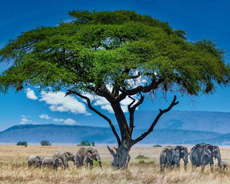 Wonders Of Tanzania