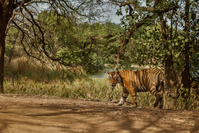 Wild Africa Horizon