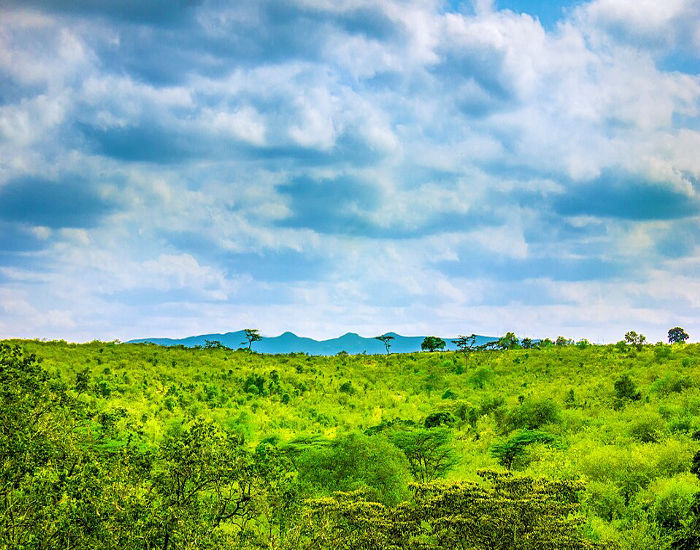 Wild Whispers of Kenya