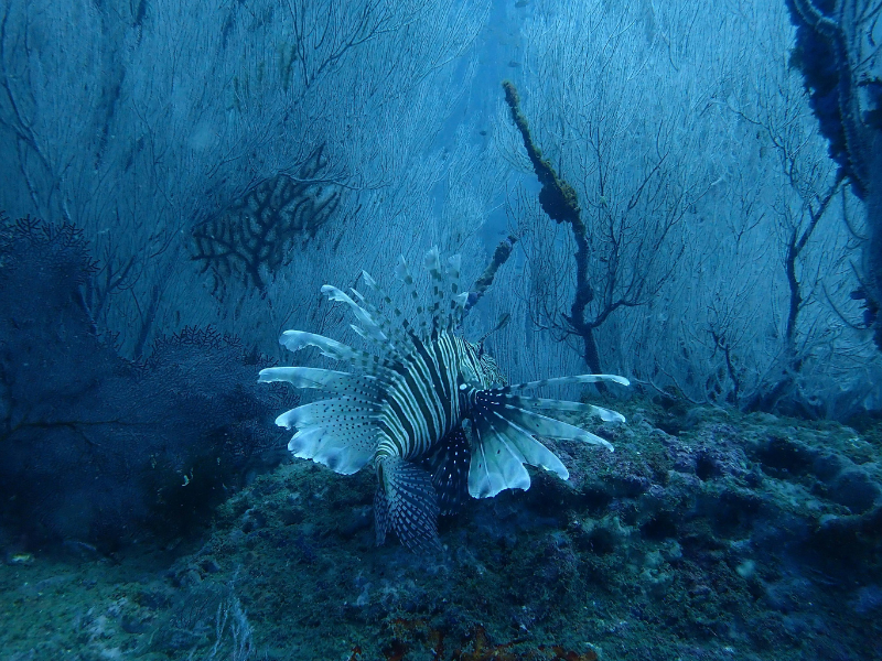 ANDAMAN DREAM VACATION – 4 DAYS 3 NIGHTS