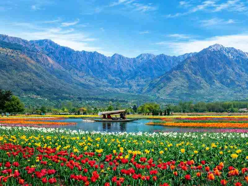 Exotic Srinagar