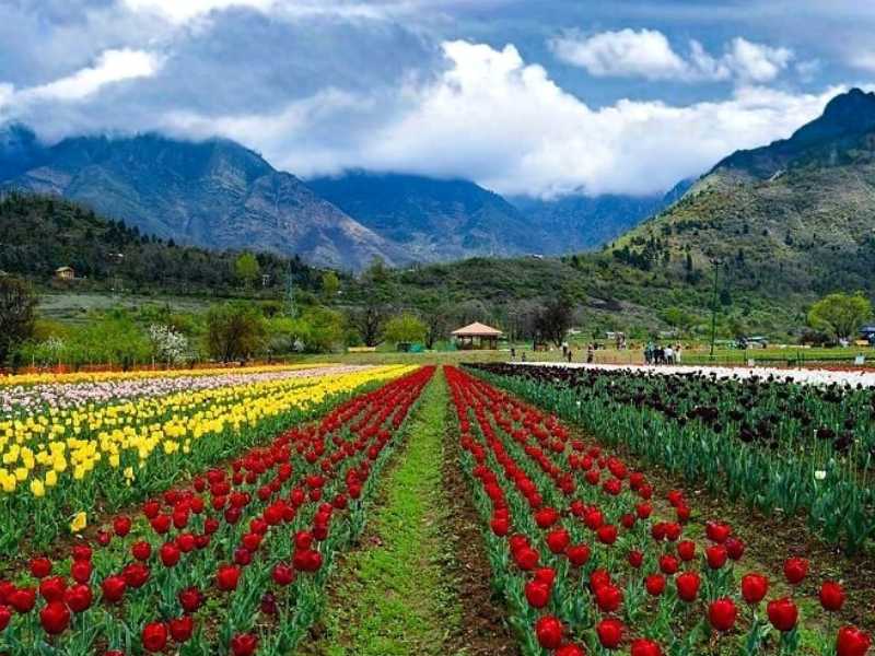 Kashmir Tulip Package 