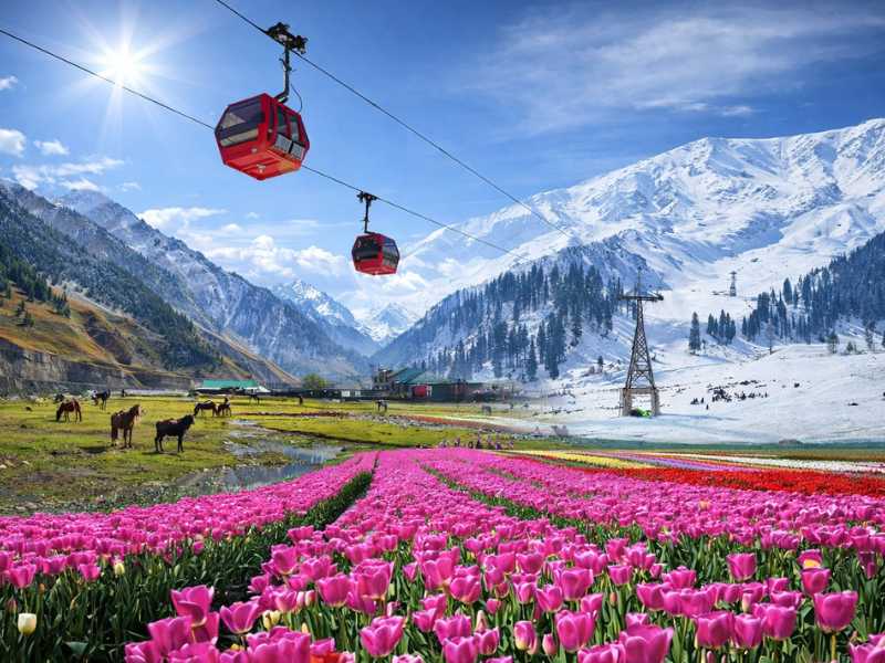 Kashmir Tulip Package 