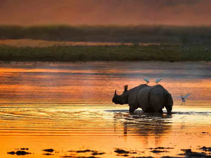Kaziranga & Guwahati Explore