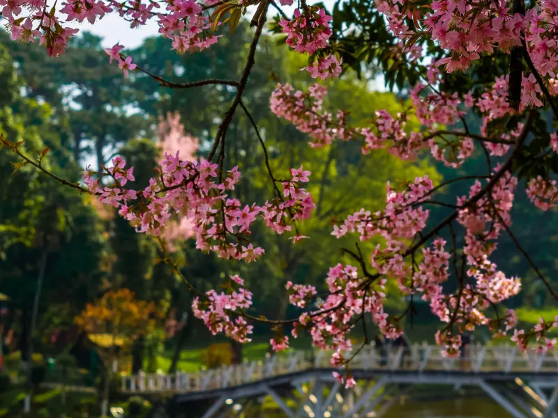 Shillong Serenity Retreat