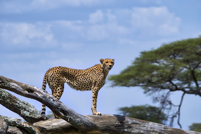 Across the Wild: Kenya & Tanzania Safari