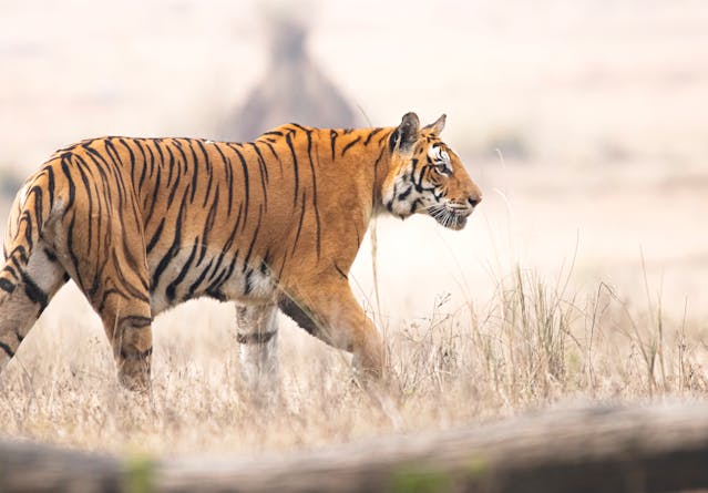 Kanha Wildlife & Spiritual Trails: Amarkantak, Bhedaghat & Jabalpur Explorer Package