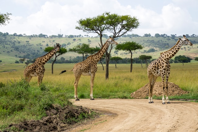 Kenya Classic Wildlife Tour