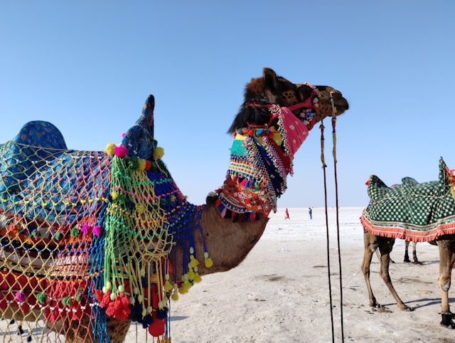 Kutch Tour