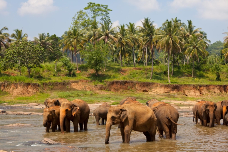 Sri Lanka Serene Trail