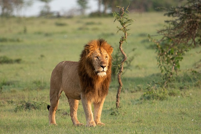 The Kenyan Wilderness Escape