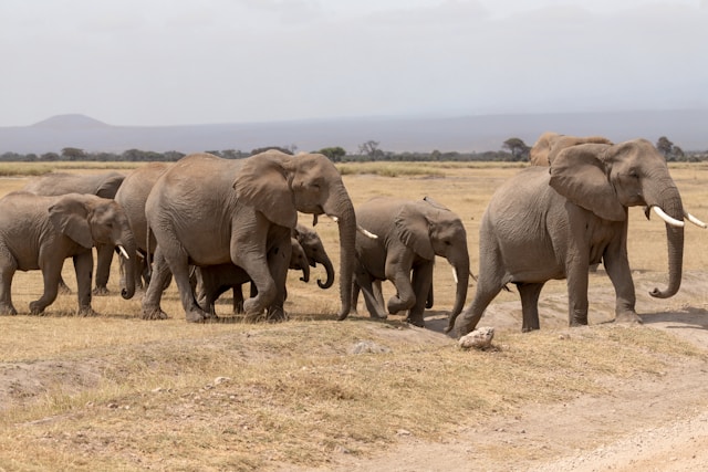 The Ultimate Kenya Safari Circuit