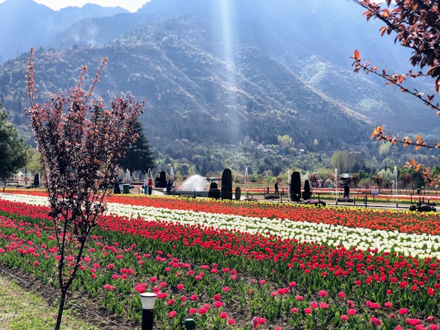 Tulip Special