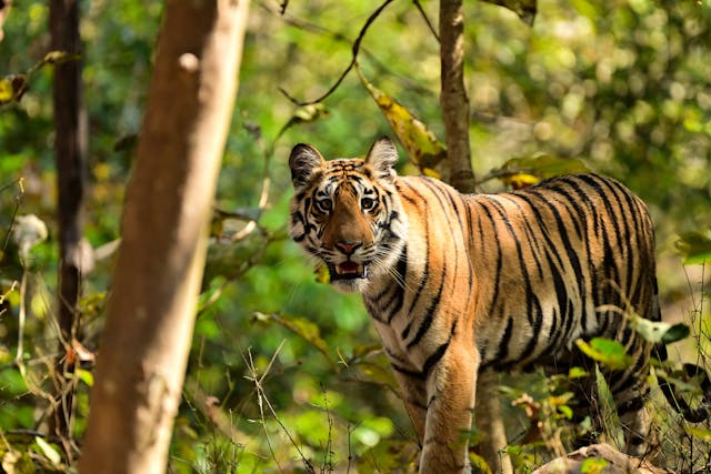 Wildlife Wonders of Central India: Jabalpur, Bandhavgarh, Kanha & Pench Explorer Package
