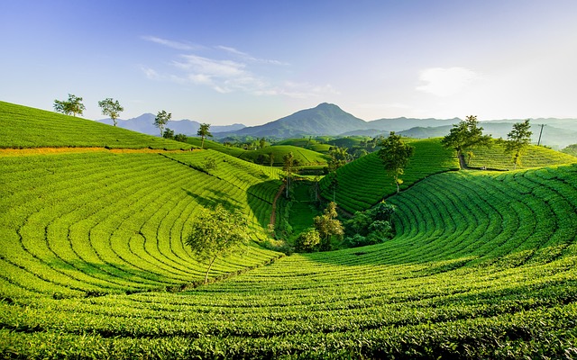 Vietnam Essence Escape 4...