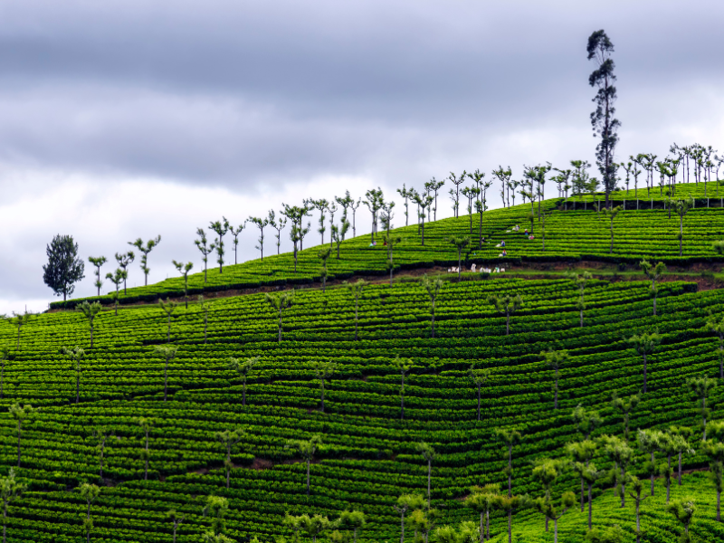 Bangalore Arr-Mysore 2N-Coorg2N-Wayanad-3N-Ooty-2N