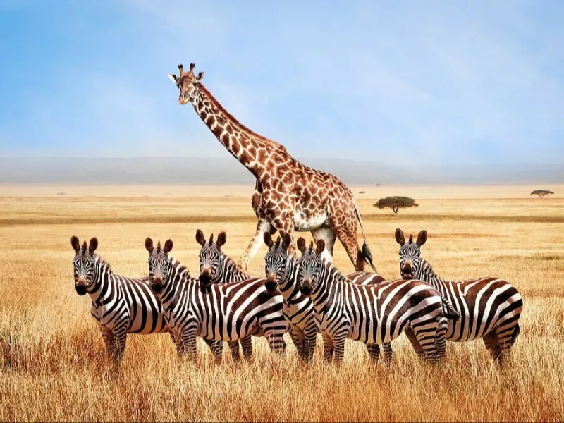The Wild Heart of Tanzania