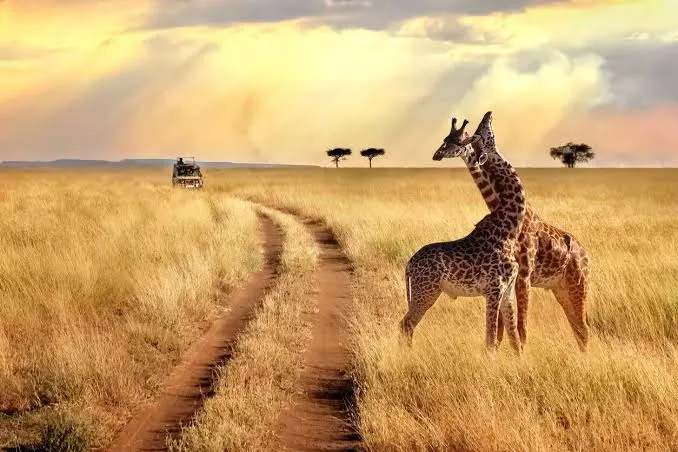 Wild Kenya: The Ultimate Safari