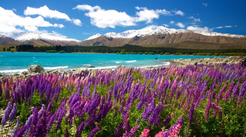 Discover the Best of New Zealand's South Island