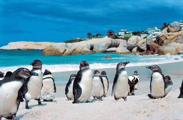 Experience the best of South Africa