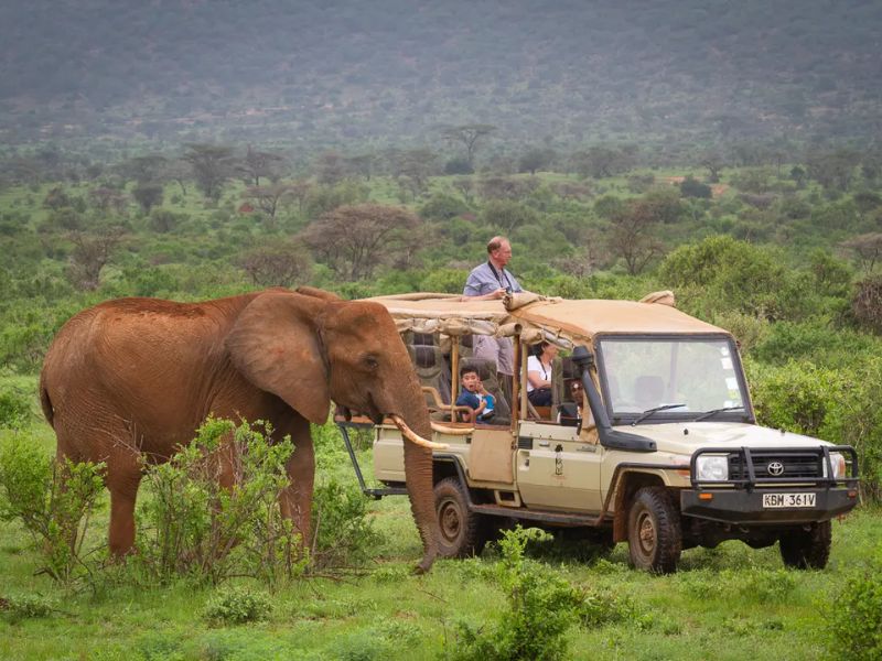 Discover Kenya Wildlife