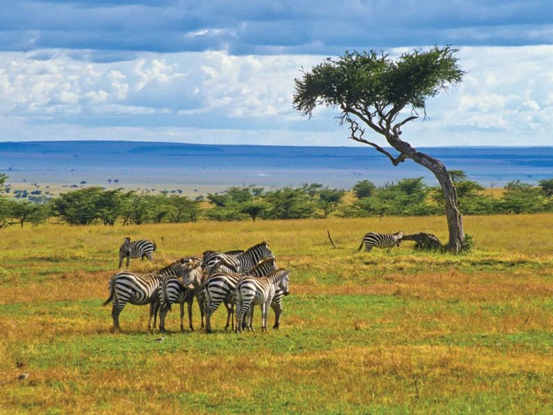 Jambo Kenya Safari Experience
