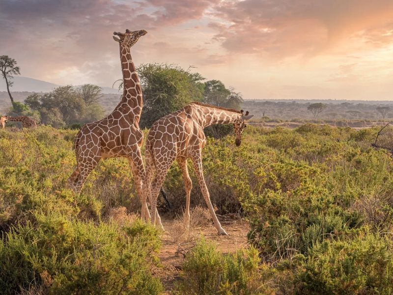 Kenya Safari Tour