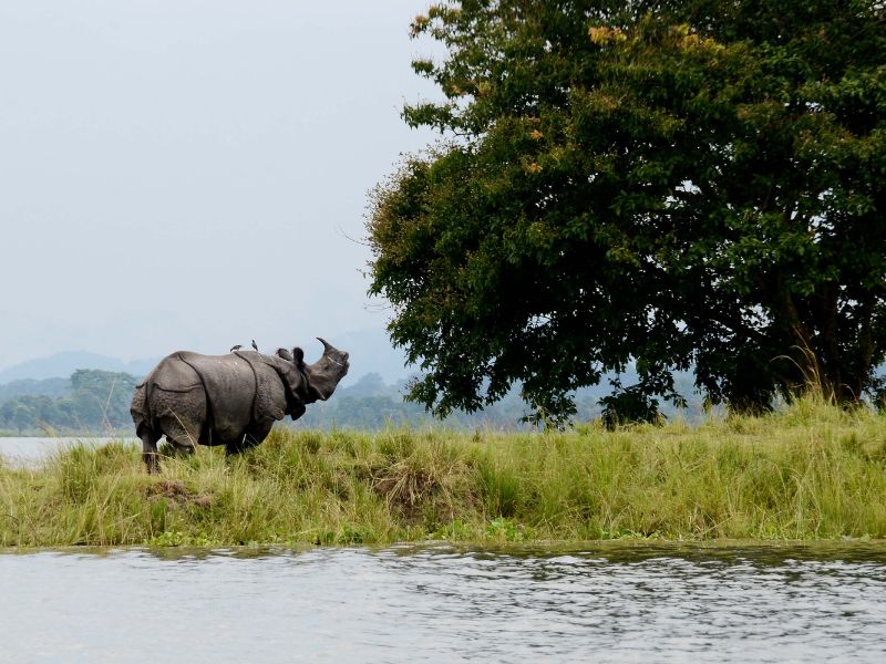 Meghalaya & Kaziranga Tour