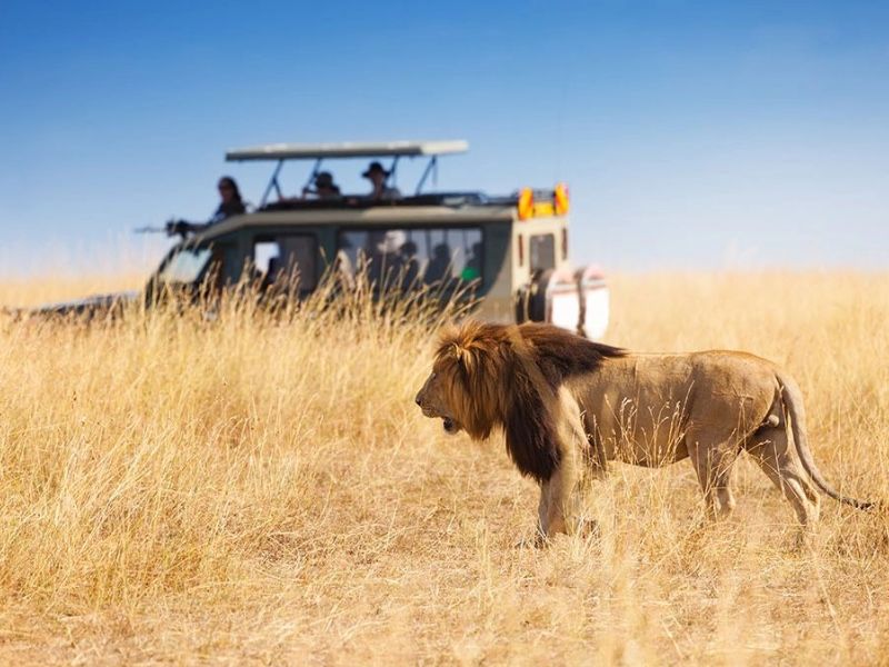 Nairobi, Masai Mara & Lake Naivasha Safari Package