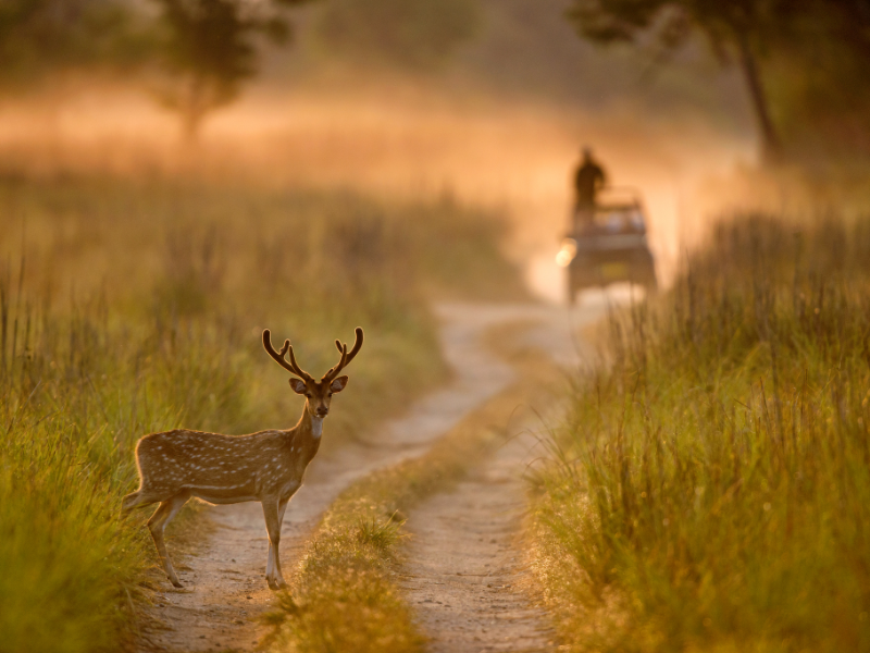  Jim Corbett Package