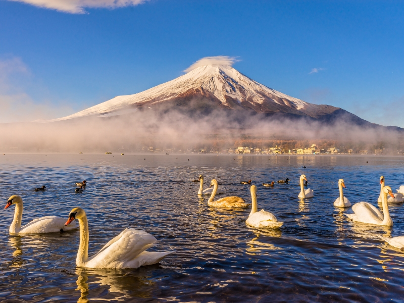 Magical Japan Grand Disc...