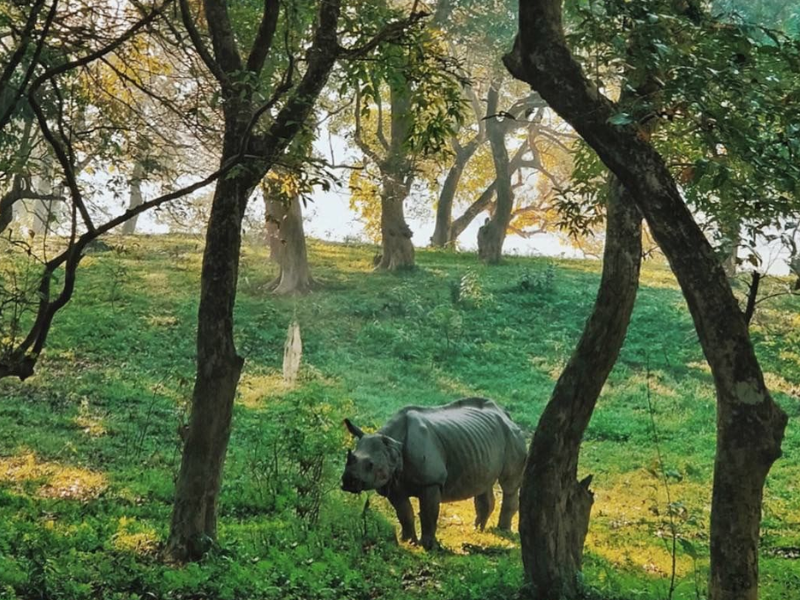 Scotland of the East - Meghalaya Tour