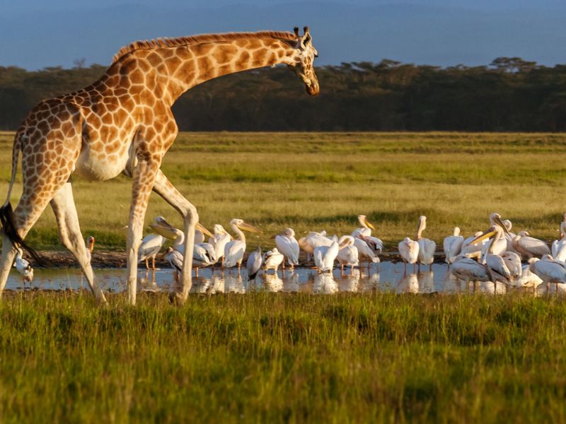 The Great Kenya Escape