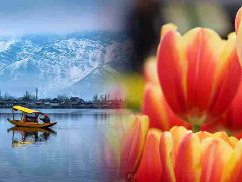 Kashmir Tulip Package 