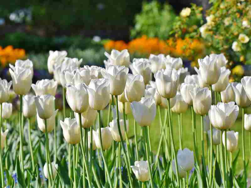 Kashmir Tulip Tour