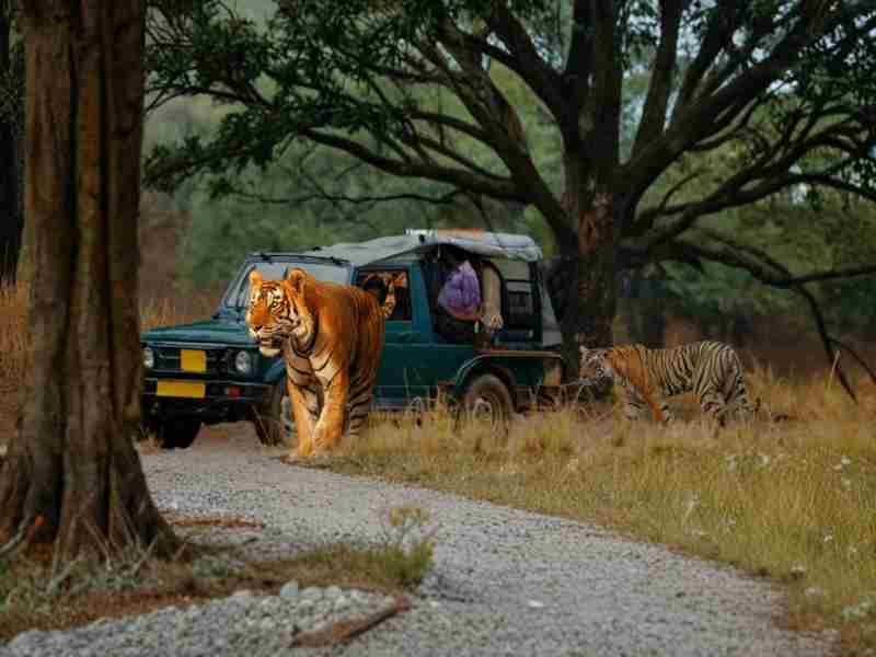 Pink City & Tiger Trails