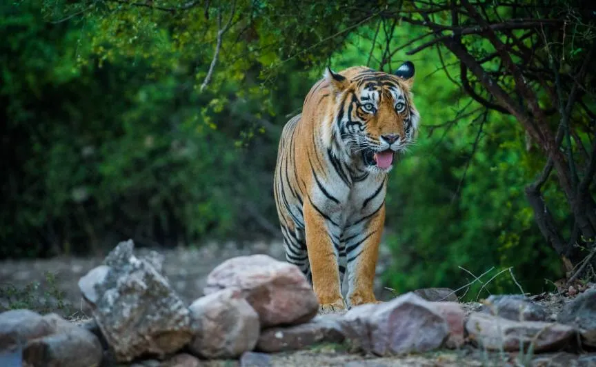 Assam Meghalaya 4N5D - with Innova - Laitlum Canyons - Jowai