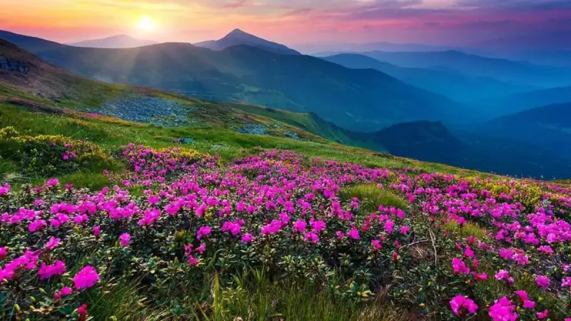 VALLEY OF FLOWERS